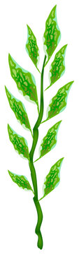 Ecological Concept, Green Leaves of Pedilanthus Tithymaloides or Redbird Cactus.
