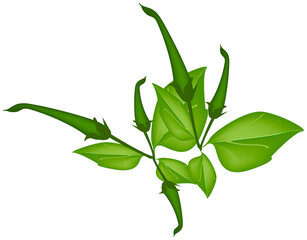 Fresh Green Hot Chili Pepper With Leaves on Plant.
