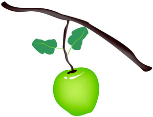 Delicious Fresh Green Apple With Green Leaves Hanging on Tree Branch.
