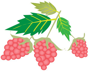 Delicious Fresh Raspberries With Green Leaves Hanging on Tree Branch.
