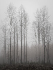 Obraz na płótnie Canvas Leafless aspen trees