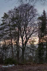 Fototapeta na wymiar sunset in the forest