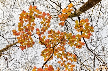 Die letzten Herbstblätter