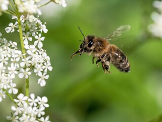 Honey bee on flower