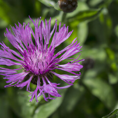 Meadow cornflower Centaurea jacea is a field weed plant, a species of the genus Cornflower of the family Asteraceae, or Compositae. Grows in meadows. Violet elegant flower. Flora of Europe.