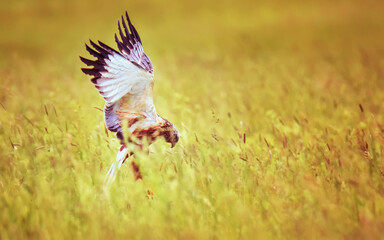 Female Western marsh harrier, Circus aeruginosus, bird of prey in flight searching and hunting...