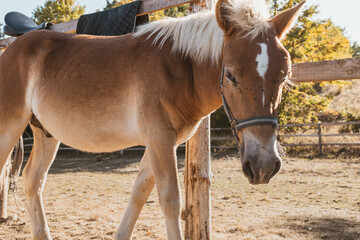 Fototapeta premium Close-up of a horse tied to a fence, with flies on his head
