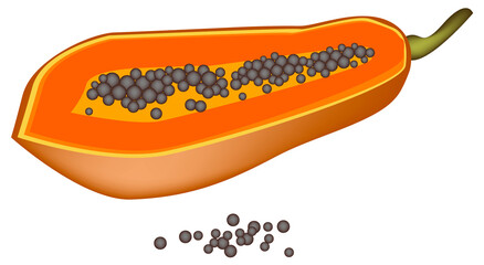 Illustration of A Fresh Ripe Green Papaya Fruit.