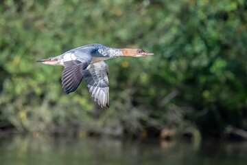 Female goosander