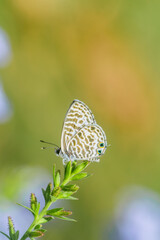 Short tailed blue butterfly on the plant. Used selective focus.