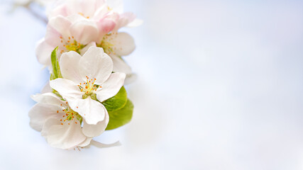 Spring gentle background, postcard. Place for text. Blooming apple tree on a light background .Soft focus