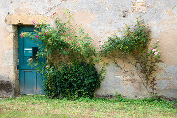 alte Holztüre in Steinmauer mit Rosenbusch