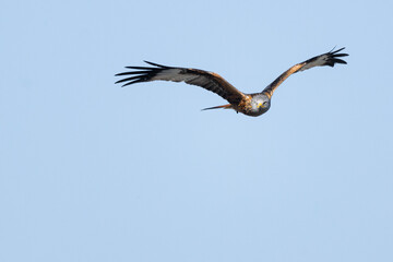 Rotmilan blickt direkt in die Kamera