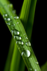 Fototapeta premium Raindrops on the leaf of lemongrass. Used selective focus.