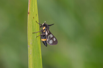 Nine spotted moth also known as yellow belted Burnet moth resting on grass leaf blade. Used selective focus with copy space.