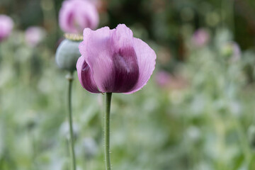 Purple poppy flowers