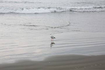 seagull on the beach