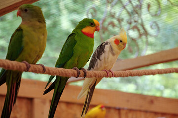 Colorful parrots sit on a rope in aviary