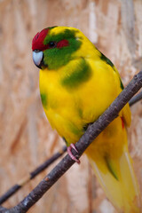 Beautiful parrot with yellow, red and green feathers sits on a branch