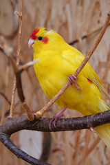 Yellow parrot sits on a branch in an aviary