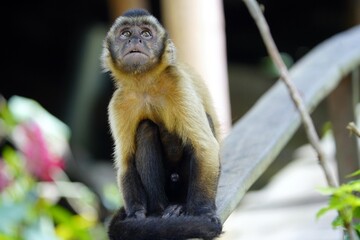 The tufted capuchin (Sapajus apella), also known as brown capuchin, black-capped capuchin, or pin monkey is a New World primate from South America. Novo Airao, Amazonas, Brazil.
