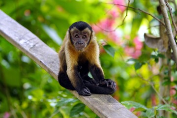 Obraz premium The tufted capuchin (Sapajus apella), also known as brown capuchin, black-capped capuchin, or pin monkey is a New World primate from South America. Novo Airao, Amazonas, Brazil.