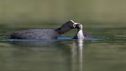 Low angle coot