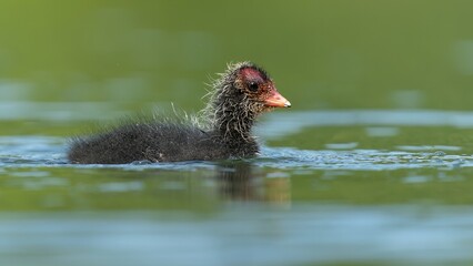 Low angle coot