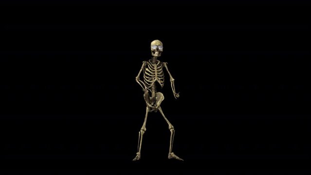 Skeleton Party Dancer 3D Animation With Alpha Video