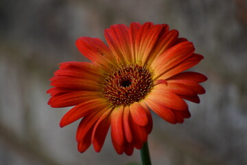 Red and Yellow Daisy