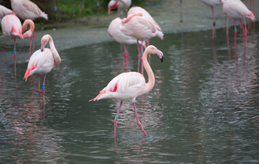 Closer look flamingos in lake