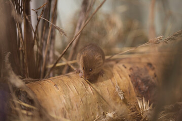 Harvest mouse, cute rodent in natural habitat glass cage
