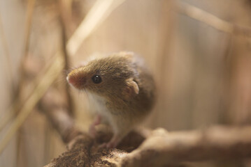 Naklejka na ściany i meble Cute harvest mouse looking at the side under hay stack