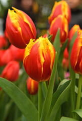 Tulip Davenport, striking tulip of deep shining blood red with rich golden yellow edge to petals which are beautifully fringed