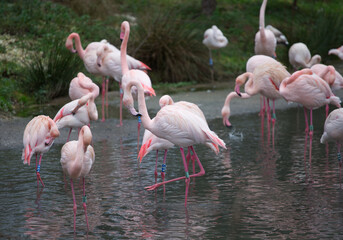 Flamingos in the water, crowd of birds
