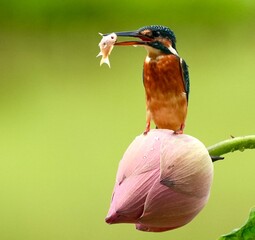 A pancawarna pitta bird standing on rotten wood, this bird is looking for food in the form of caterpillars, the colors are yellow, black and brown