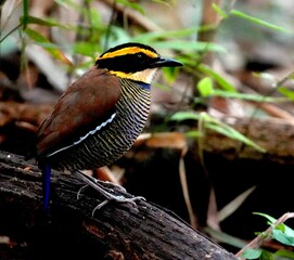 A pancawarna pitta bird standing on rotten wood, this bird is looking for food in the form of caterpillars, the colors are yellow, black and brown