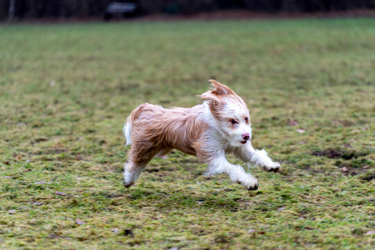 Dog running on grass