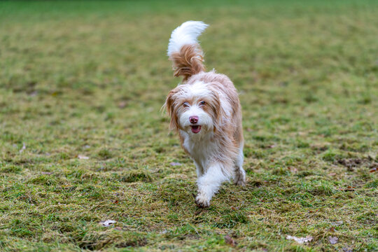 Dog running on grass