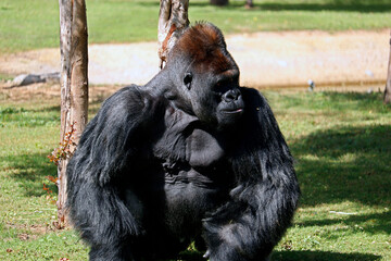 silverback gorilla male gets a portrait sitting on a sunny day