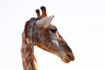 Fototapeta na wymiar portrait giraffe headshot isolated with white background