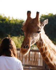 beautiful brown northern giraffe in a zoo while feeding session