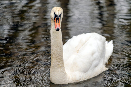 swan on the lake