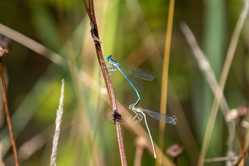 A pair of Damselflies mating.