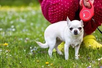 Chihuahua dog stands near the girl on the green grass.