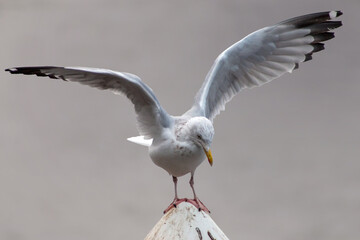 Close-up of herring gull balancing on a pole with wide opened wings in winter against blurred background, shot from the front