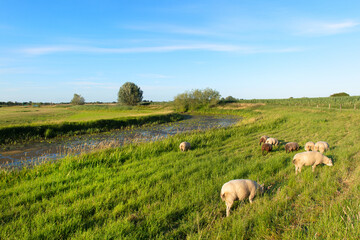 Sheep near river the IJssel in Holland