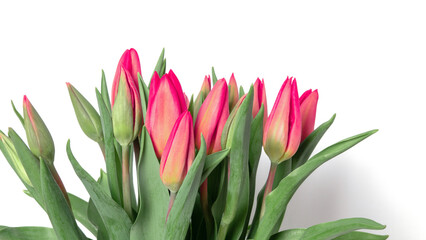 Tulips on a white background