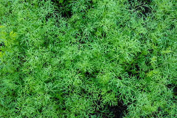 Background from young dills. Fresh fennel. Green dill plants for publication, design, poster, calendar, post, screensaver, wallpaper, postcard, banner, cover, website. High quality photo