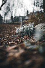 Snow drops in the park